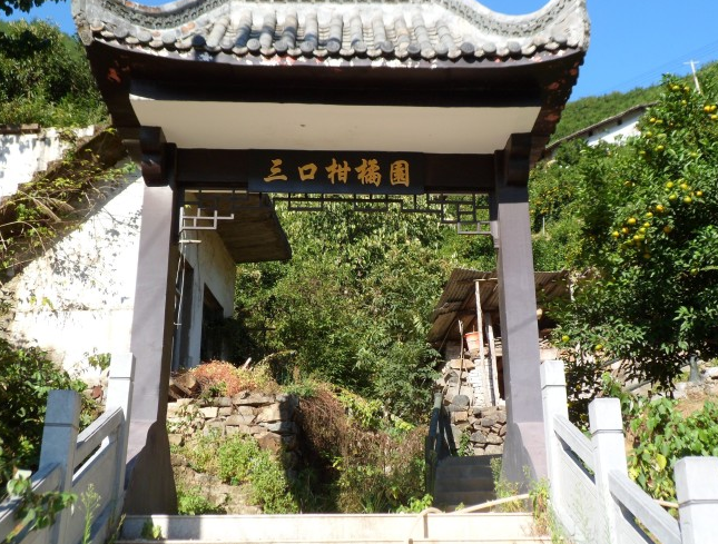 徽州风物推荐第五期:地理标志农产品—三口柑桔